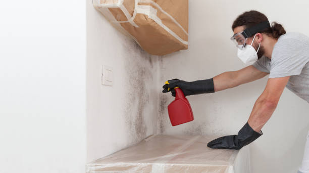 Professional Mold Removal technician working in Wilmington, MA